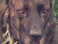 molossi rustici, cane corso tigrato